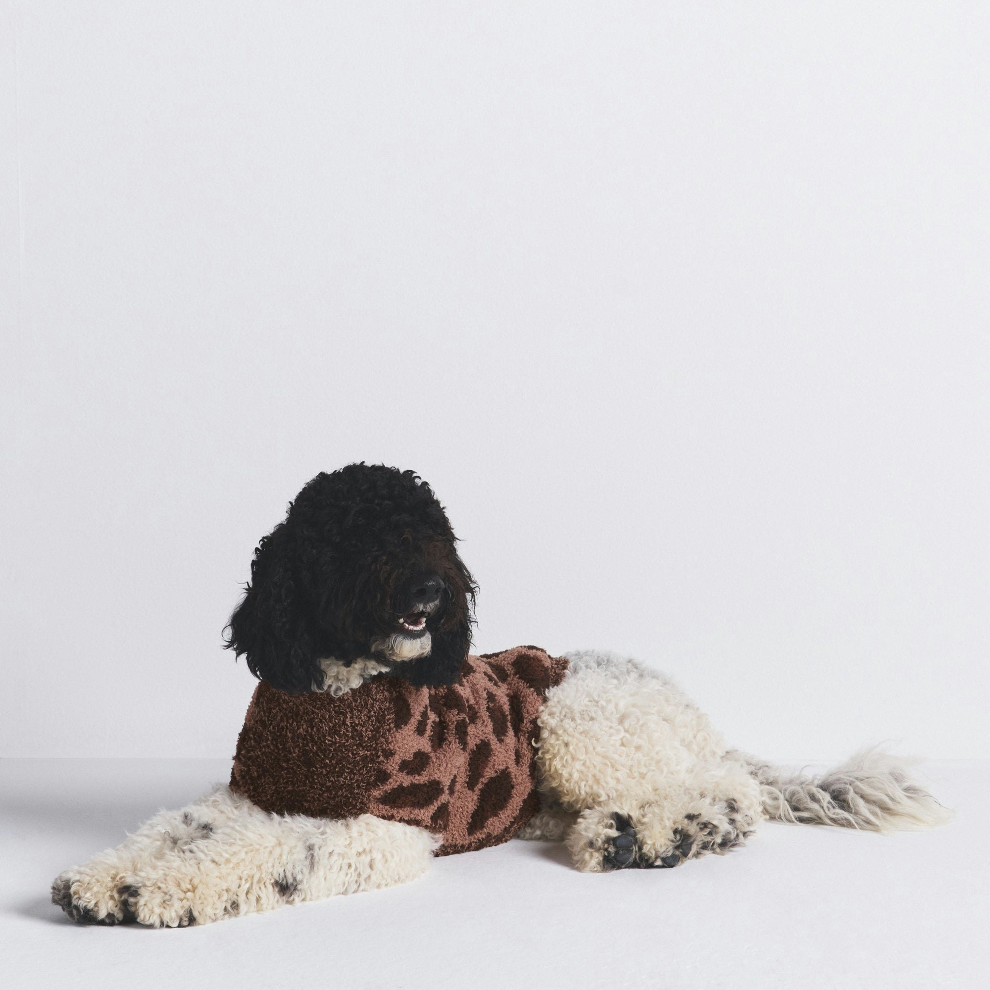 COZY KNIT PET SWEATER | SIENNA LEOPARD PRINT ON A MODEL FRONT VIEW @ | FOCUS: 0.0, 1.0, 0.9