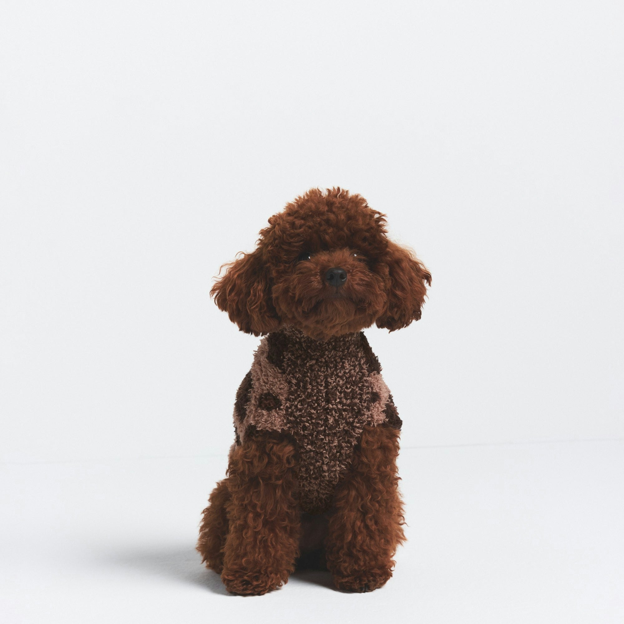 COZY KNIT PET SWEATER | SIENNA LEOPARD PRINT ON A MODEL FRONT VIEW @ | FOCUS: 0.0, 1.0, 0.9